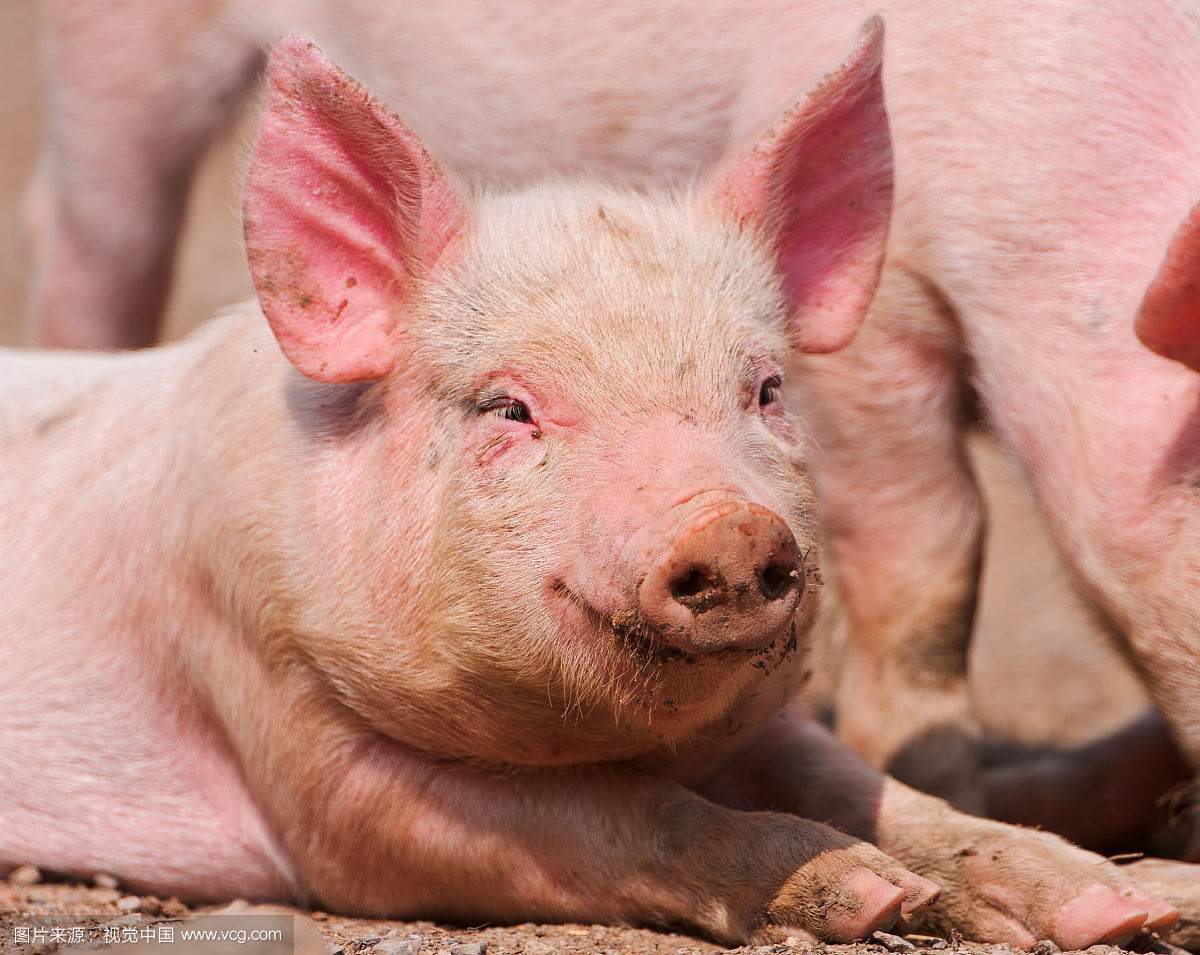 仔猪腹泻原因分析及应对方法,仔猪冬季腹泻最快解决方法