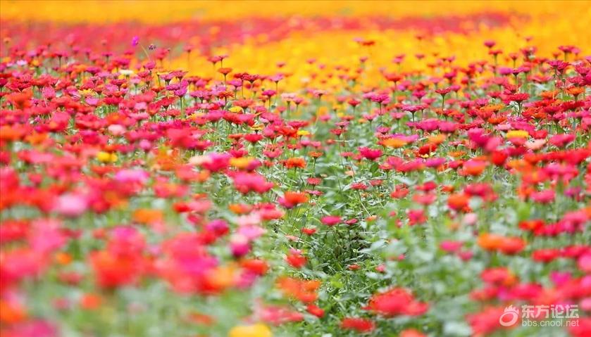 宁波秋天风景好的地方推荐,宁波秋天哪里有花海