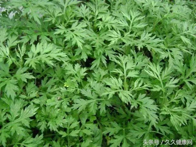 天冷狐臭不能捂，搞定狐臭这8招你不能不知道