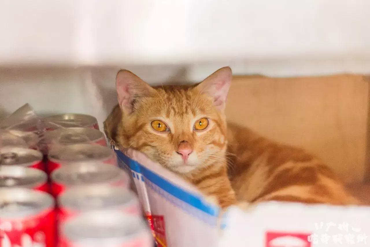 拉肠界的冈本001,吃完真系翻唔到转头!