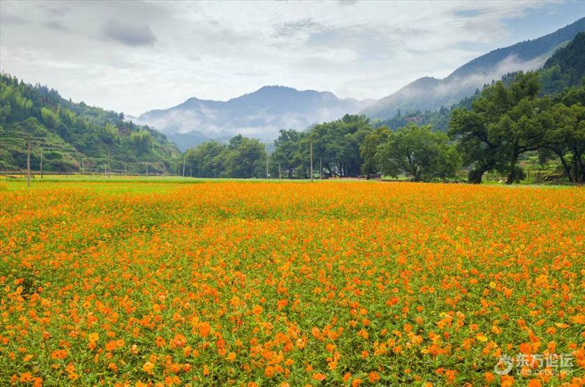 宁波秋天风景好的地方推荐,宁波秋天哪里有花海