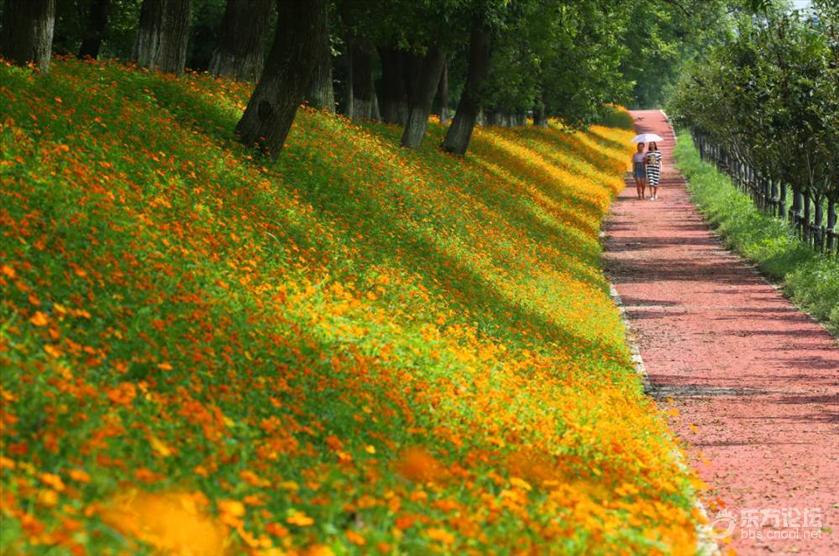 宁波秋天风景好的地方推荐,宁波秋天哪里有花海