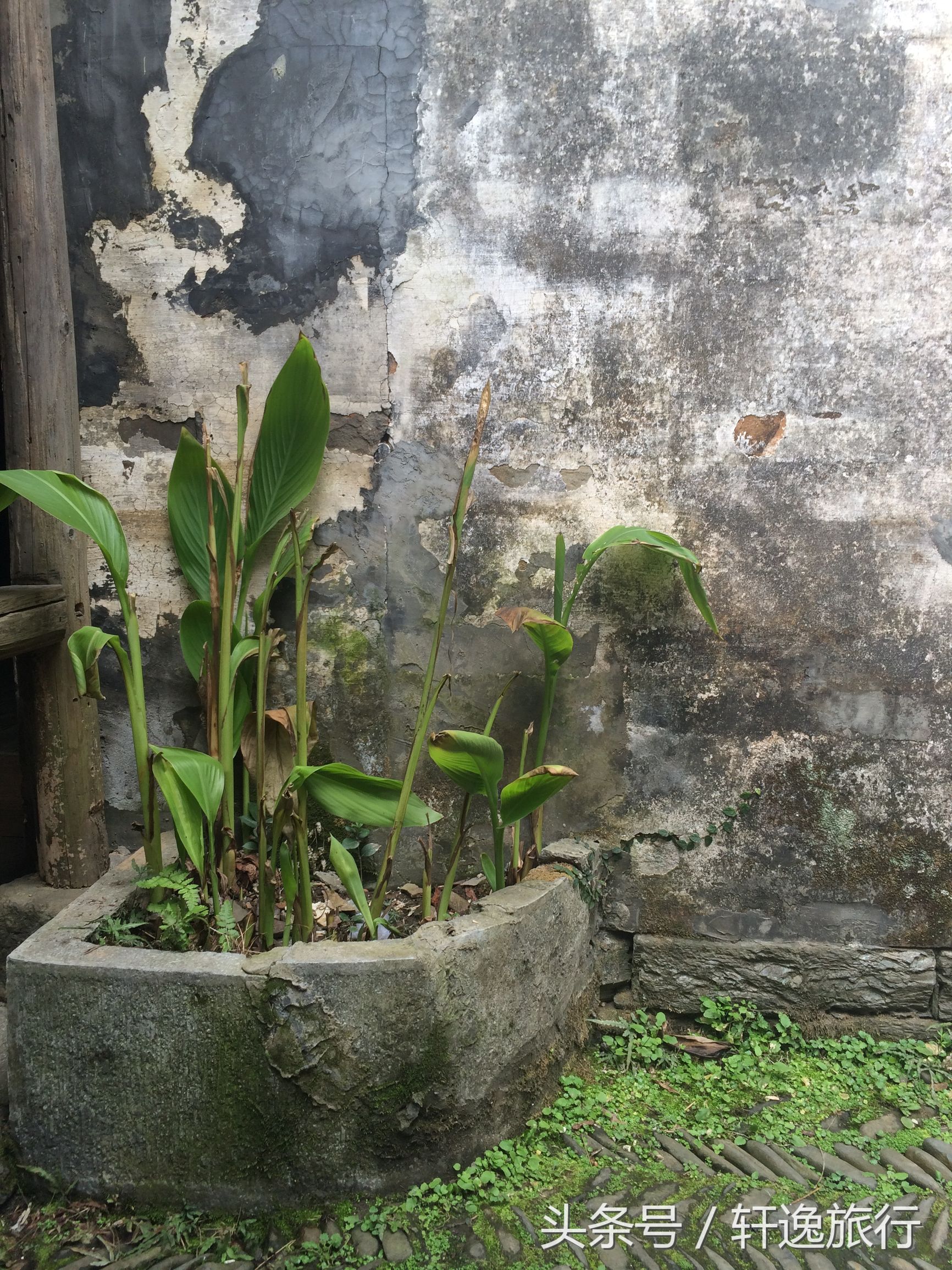 寻访梦里老家（二）——婺源唯一的5A景区江湾