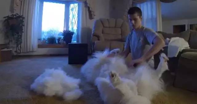 萨摩耶一年洗几次澡,萨摩耶的传说完整版