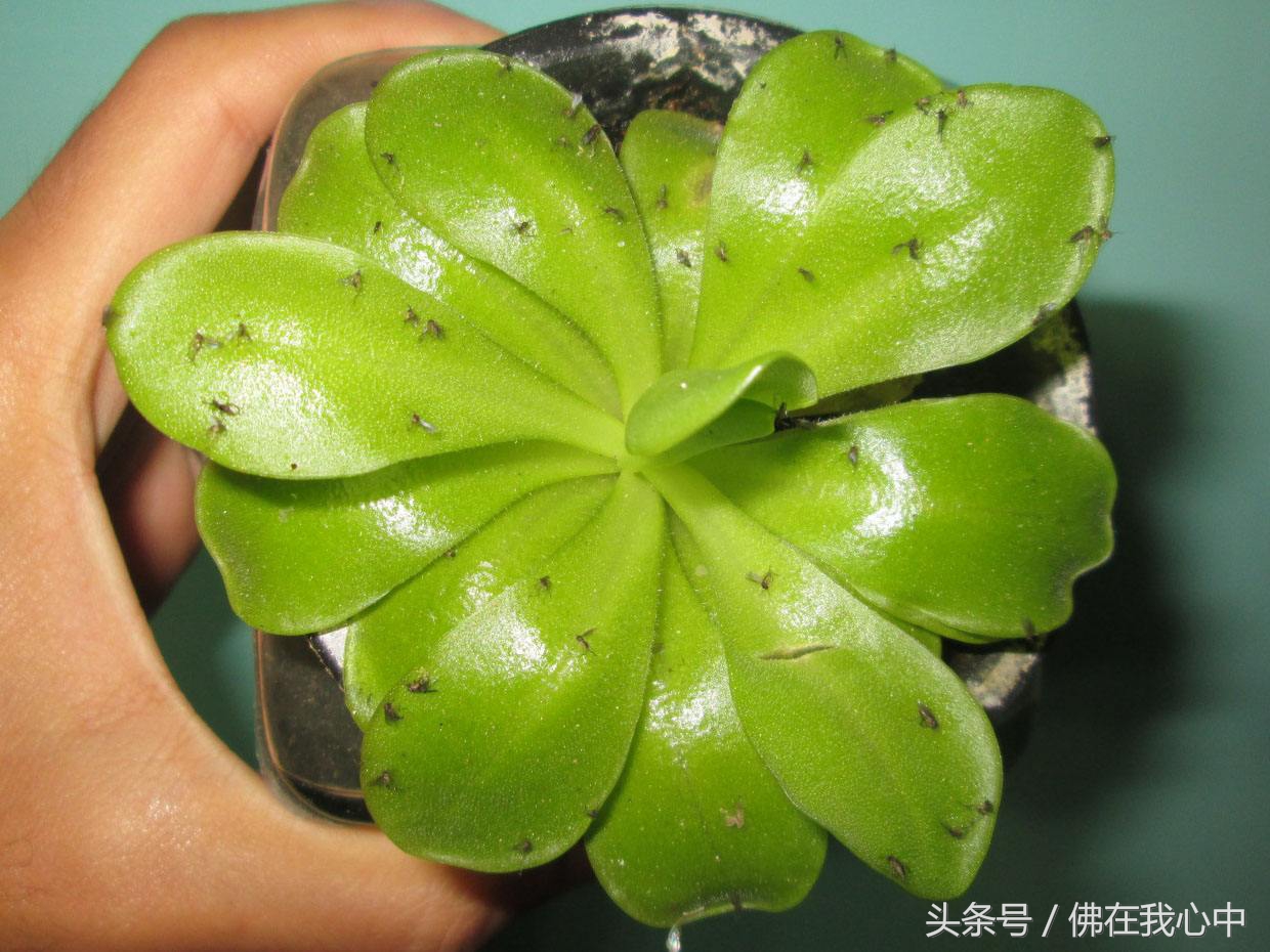 家里种的植物有虫子怎么办,家里的植物长虫了但不想喷农药