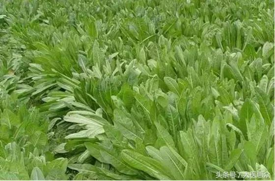 菊苣产地哪个地方好,北纬40度适合种植什么蔬菜