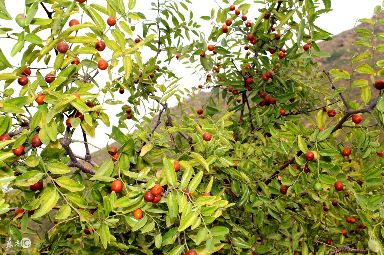 喉咙痛不能吃什么食物和水果,喉咙痛吃什么水果最快最有效