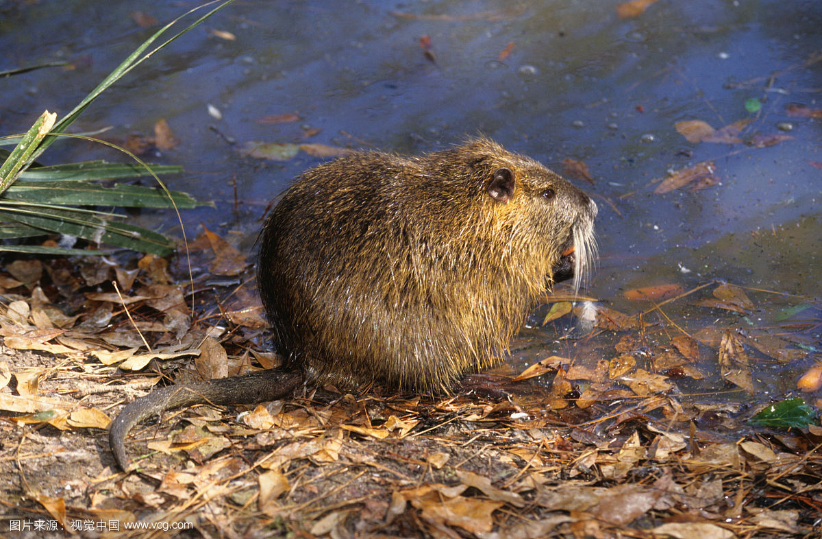 麝治疗皮肤病,瞎鼠怎样防治