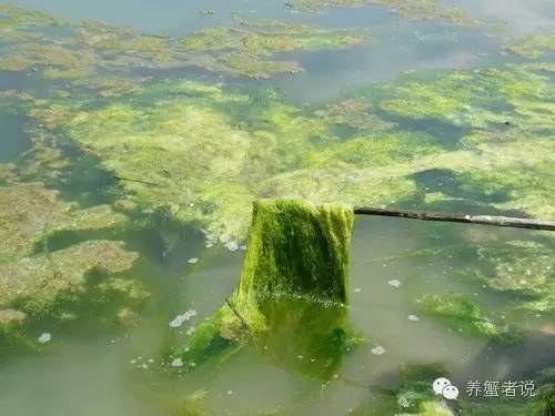 河蟹塘6月份青苔处理方法,河蟹塘口青苔图片