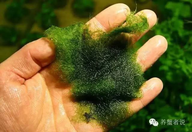 河蟹塘6月份青苔处理方法,河蟹塘口青苔图片