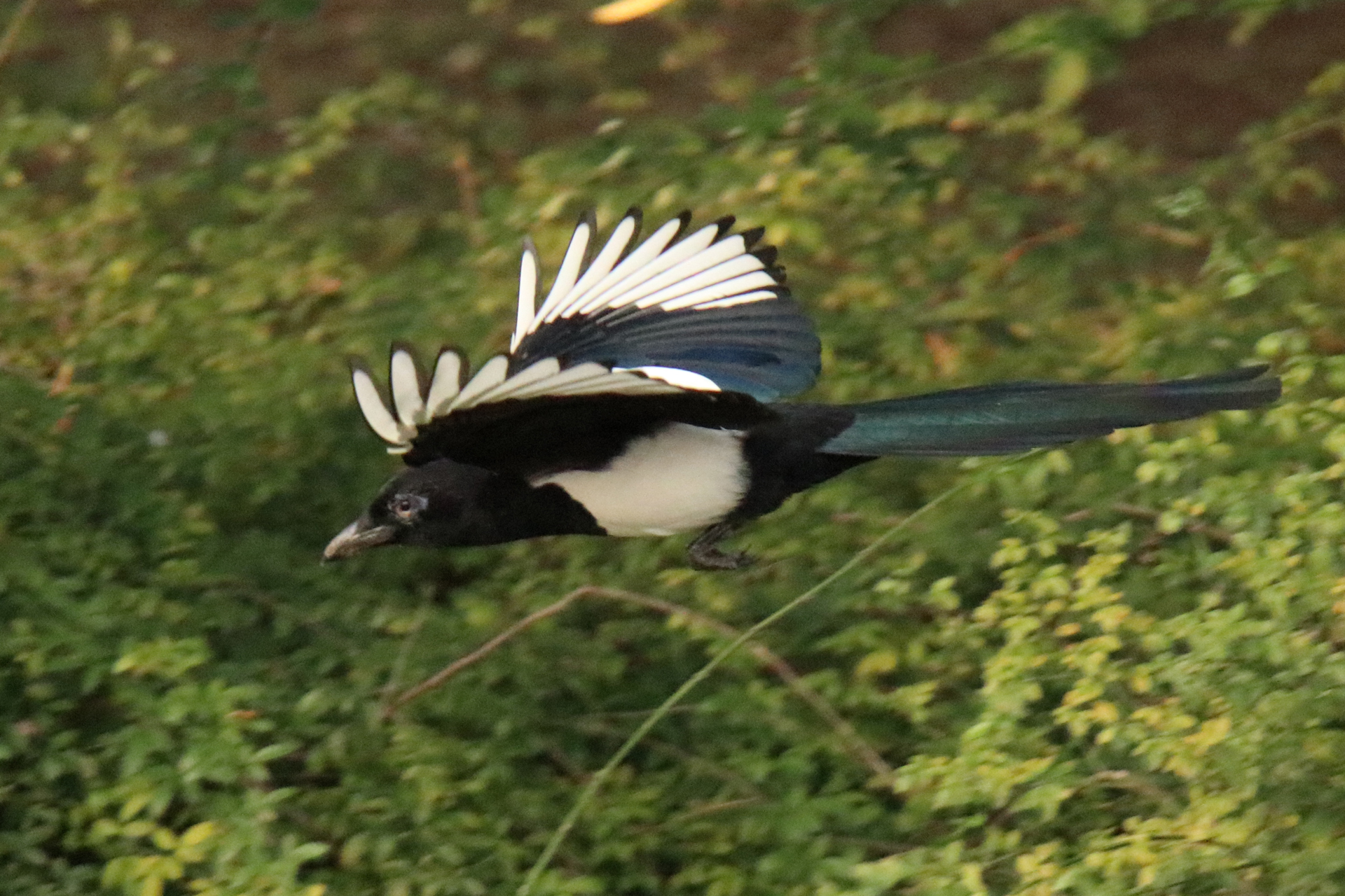 佳能eosm6二代拍照指南,佳能m6二代拍摄作品欣赏