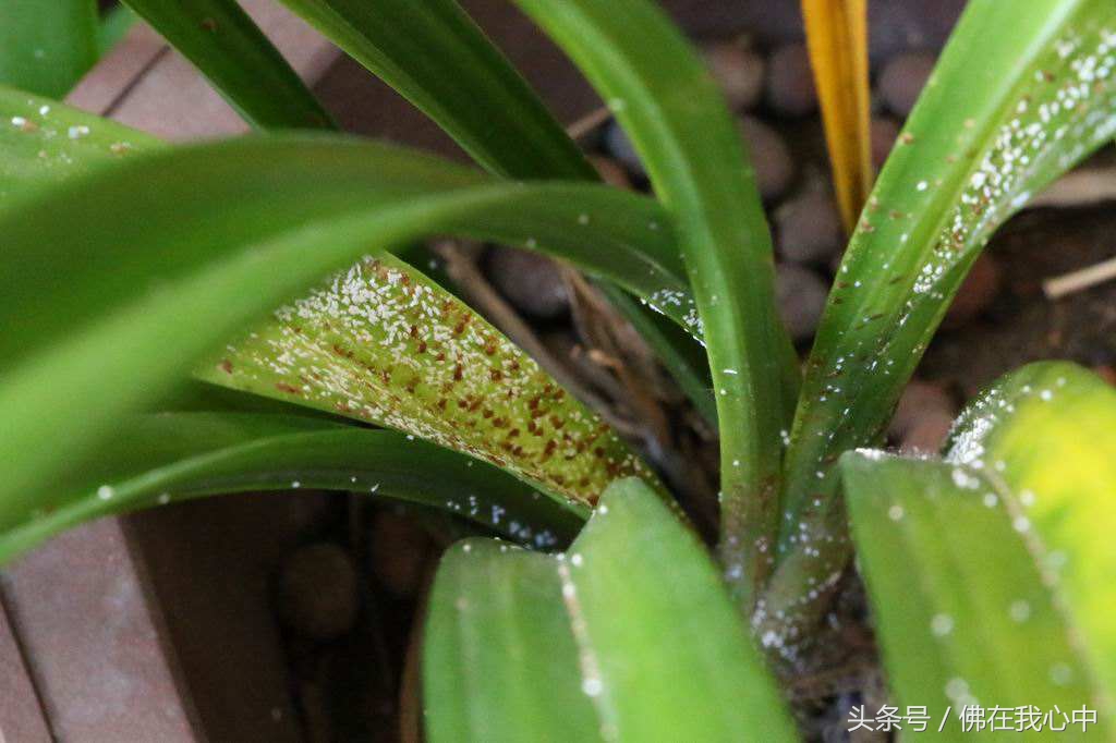 家里种的植物有虫子怎么办,家里的植物长虫了但不想喷农药