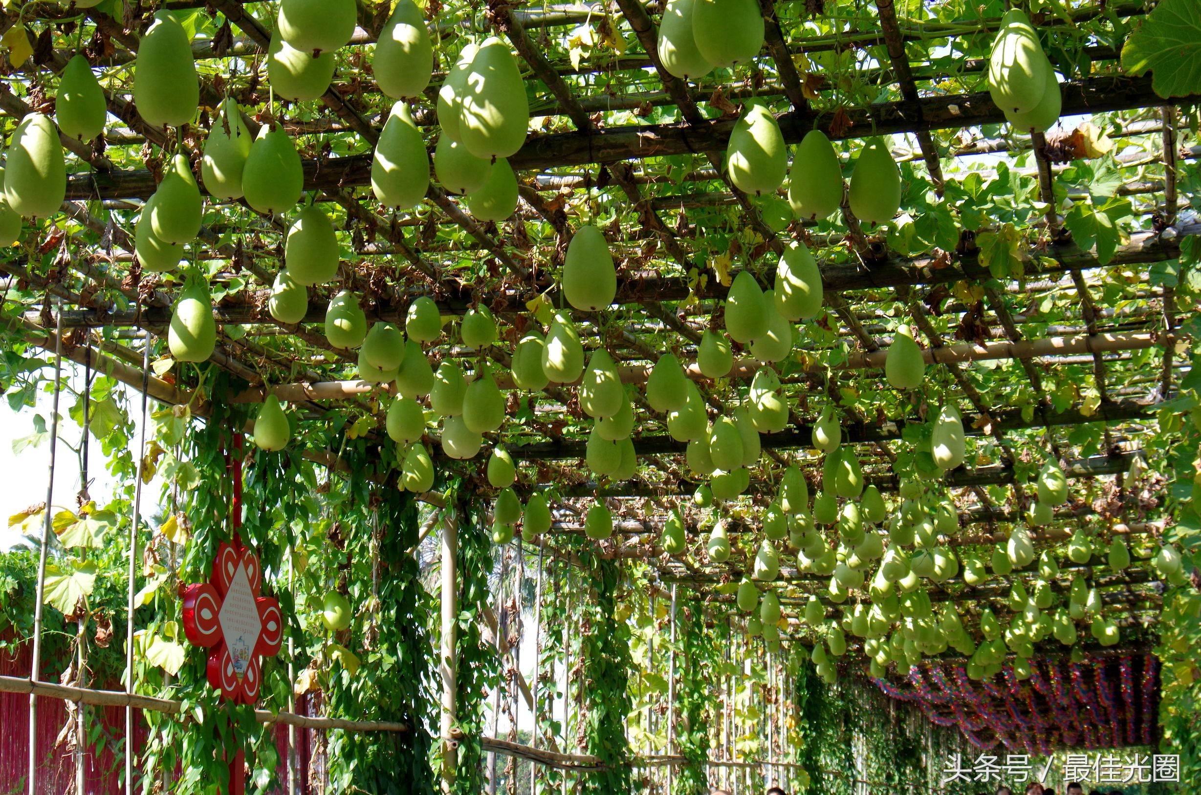 东涌绿道长廊有水玩吗,东涌绿道在哪里