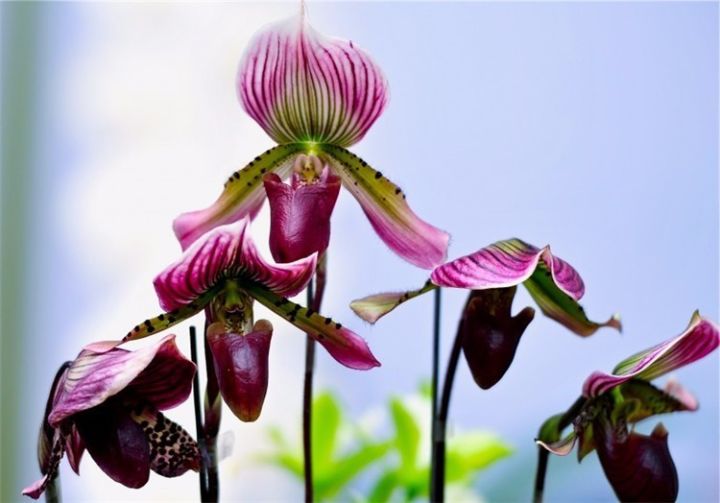 铁骨素兰花的优点缺点,杂交兰花的优点和缺点