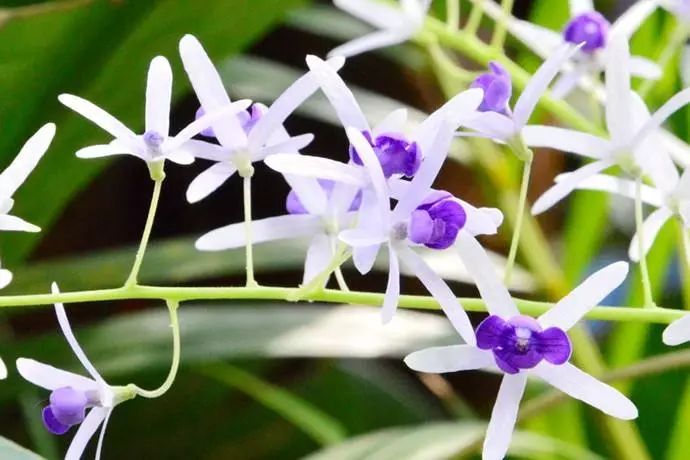 铁骨素兰花的优点缺点,杂交兰花的优点和缺点
