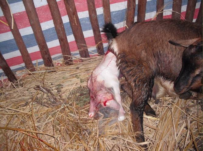 母羊难产怎么解决问题,造成母羊难产的原因及解决方案