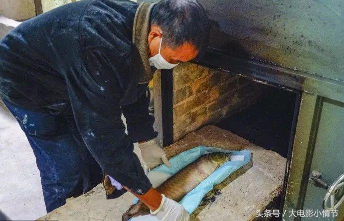 金龙鱼死亡怎么处理,家里养的金龙鱼死了该怎么处理