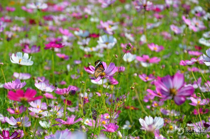 宁波秋天风景好的地方推荐,宁波秋天哪里有花海