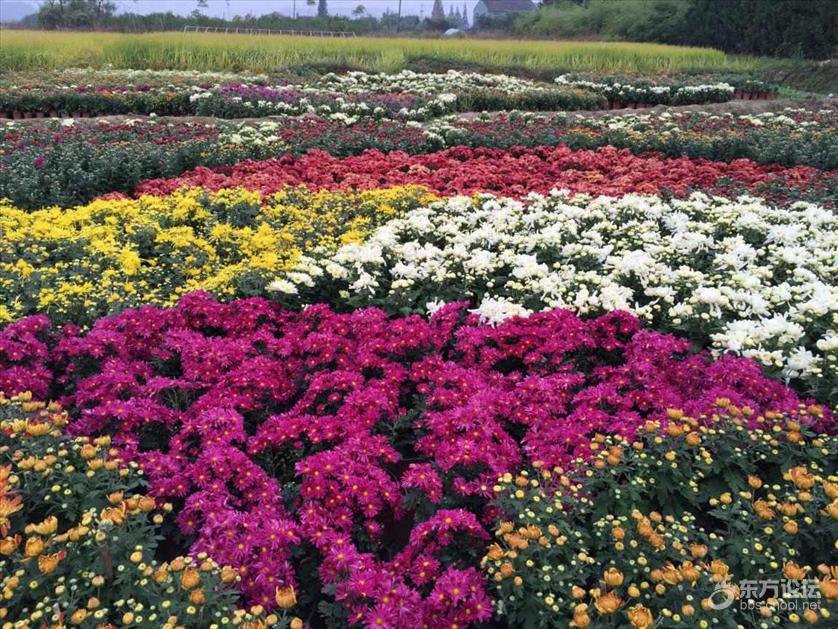 宁波秋天风景好的地方推荐,宁波秋天哪里有花海