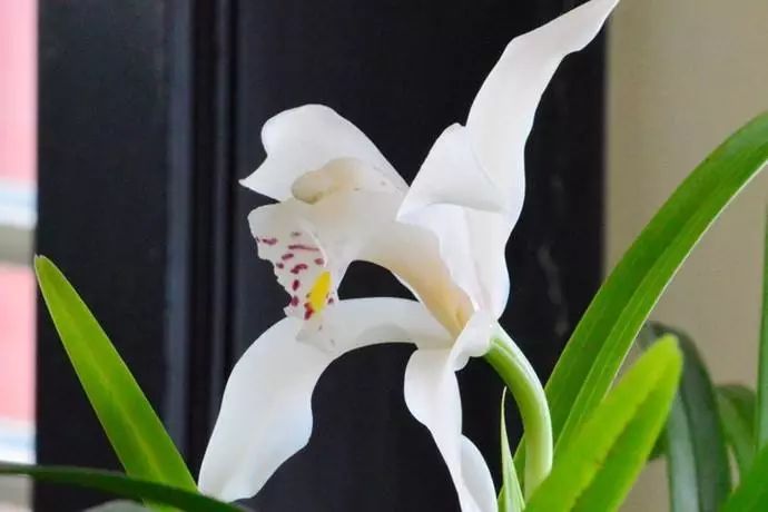 铁骨素兰花的优点缺点,杂交兰花的优点和缺点