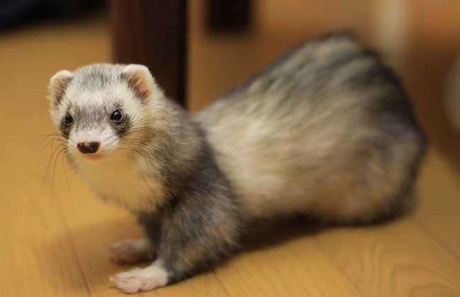 水貂养多久能繁殖,宠物水貂繁殖