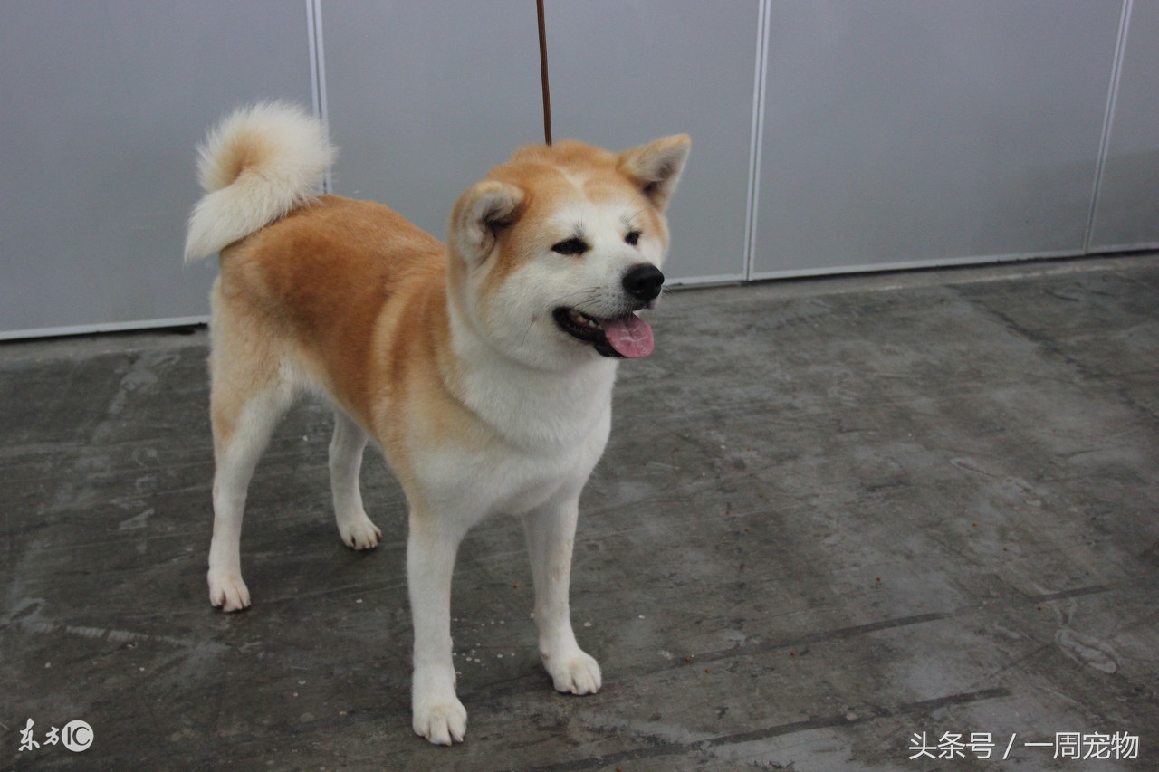 挑选秋田犬技巧和方法,怎么样挑选美版秋田犬