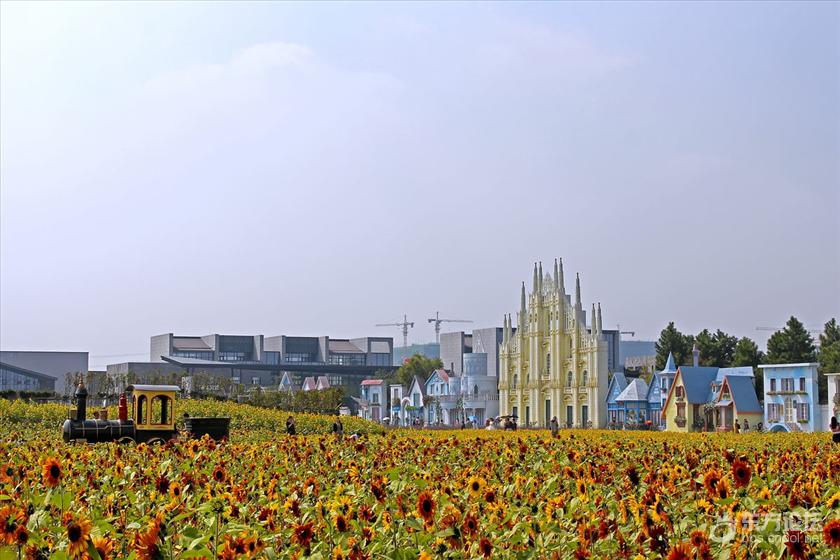 宁波秋天风景好的地方推荐,宁波秋天哪里有花海