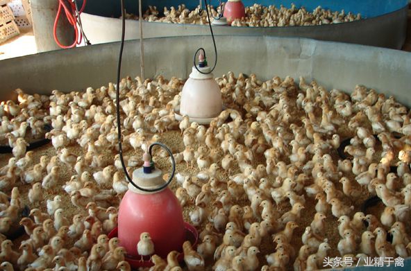 养鸡的技术和方法小鸡生病怎么办,养鸡怎样让鸡少生病