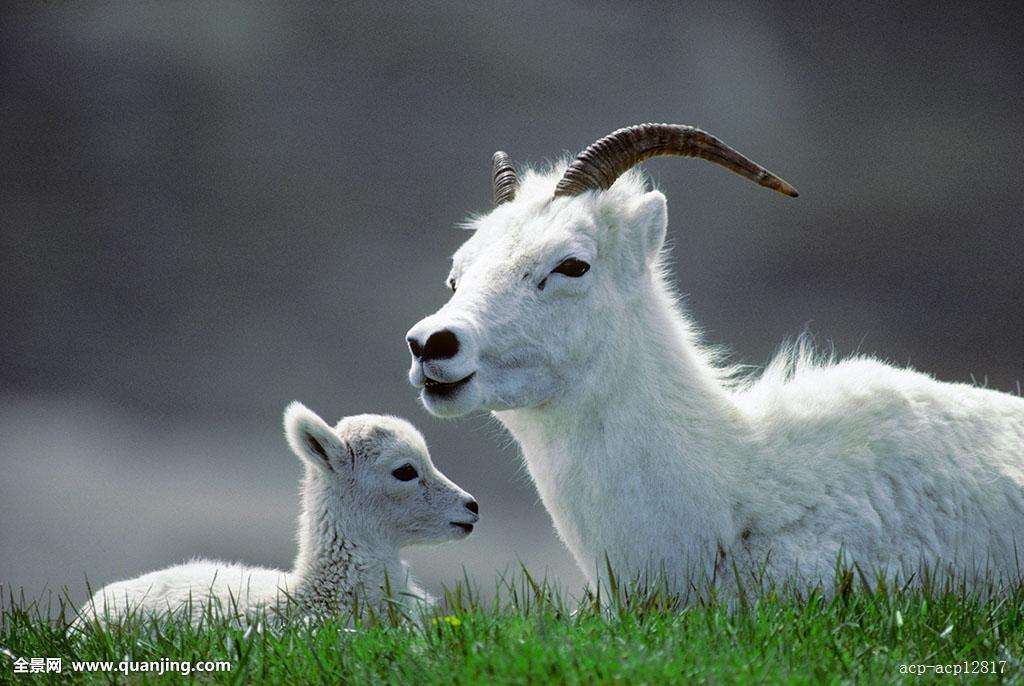 母羊难产怎么解决问题,造成母羊难产的原因及解决方案