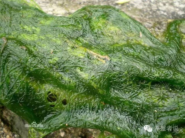 河蟹塘6月份青苔处理方法,河蟹塘口青苔图片