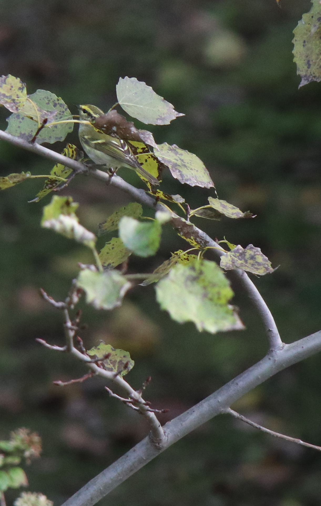 佳能eosm6二代拍照指南,佳能m6二代拍摄作品欣赏