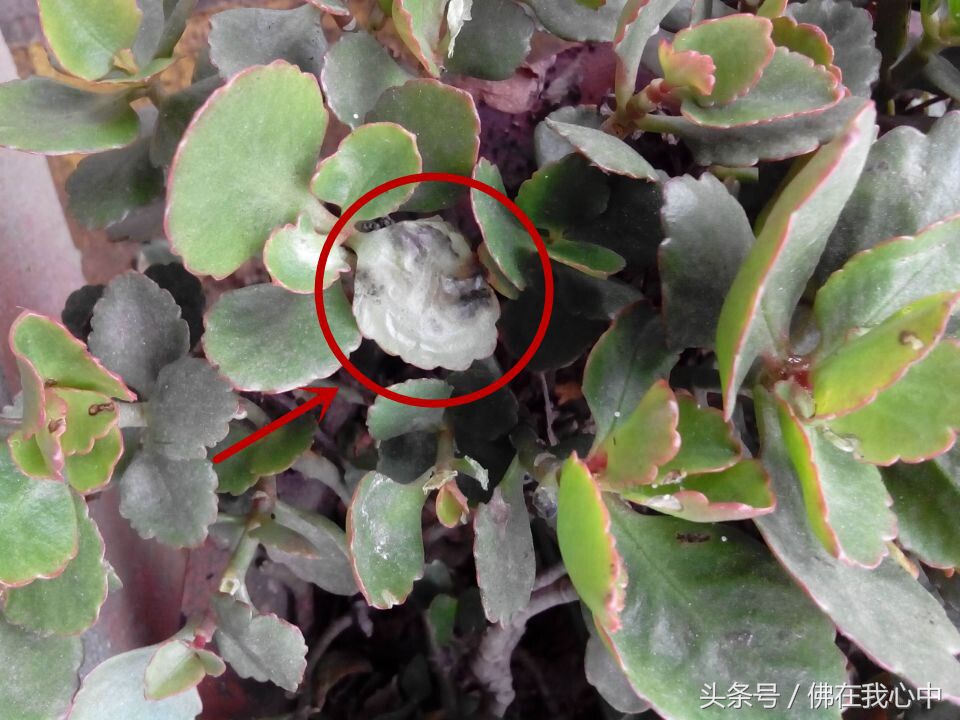 家里种的植物有虫子怎么办,家里的植物长虫了但不想喷农药