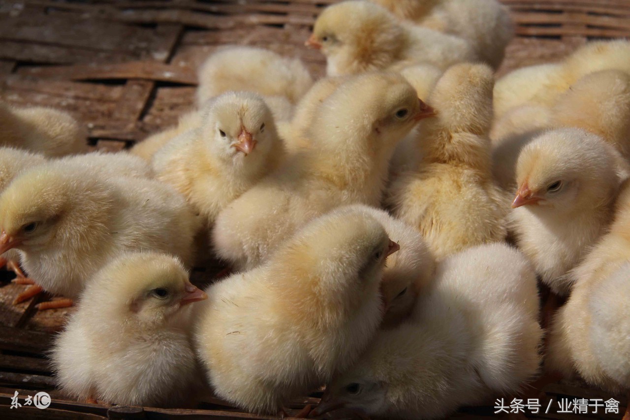 养鸡的技术和方法小鸡生病怎么办,养鸡怎样让鸡少生病