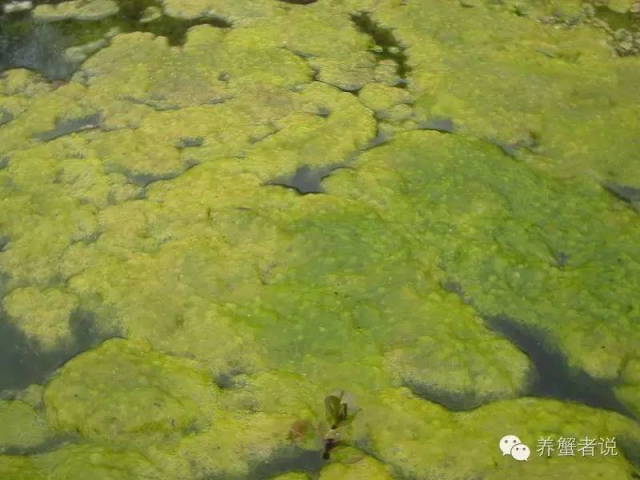 河蟹塘6月份青苔处理方法,河蟹塘口青苔图片