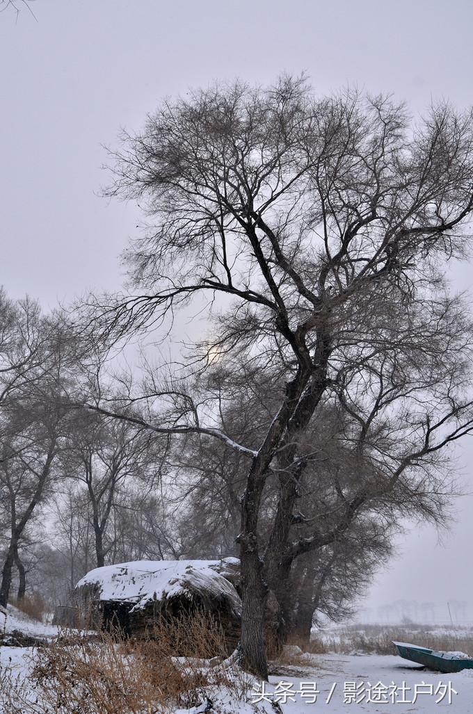 哈尔滨雾凇岛一日游,哈尔滨雪乡雾凇岛攻略