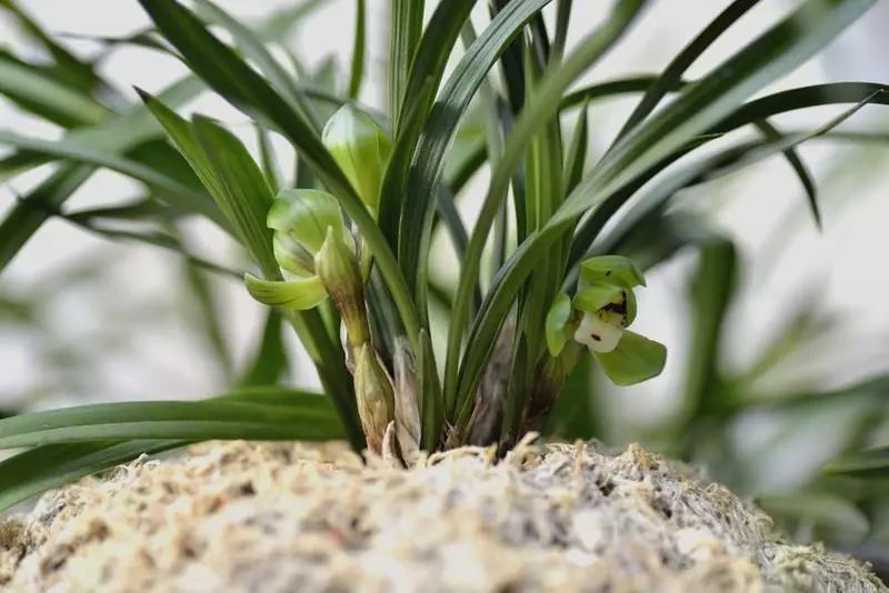 铁骨素兰花的优点缺点,杂交兰花的优点和缺点