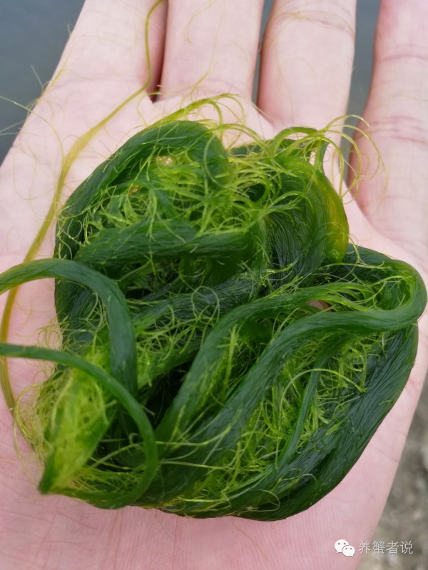 河蟹塘6月份青苔处理方法,河蟹塘口青苔图片