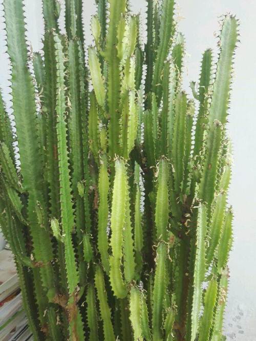 纰х豢鑹充附鑺卞崏鍥剧墖,纰х豢鑻嶇繝鐢熸満鍕冨媰