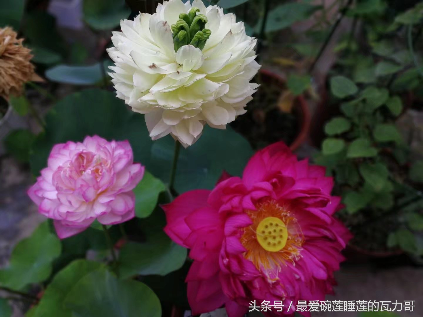 碗莲的养殖方法和忌讳,碗莲种植容器选择方法全过程