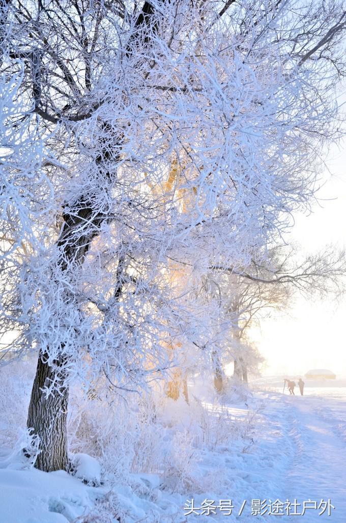 哈尔滨雾凇岛一日游,哈尔滨雪乡雾凇岛攻略