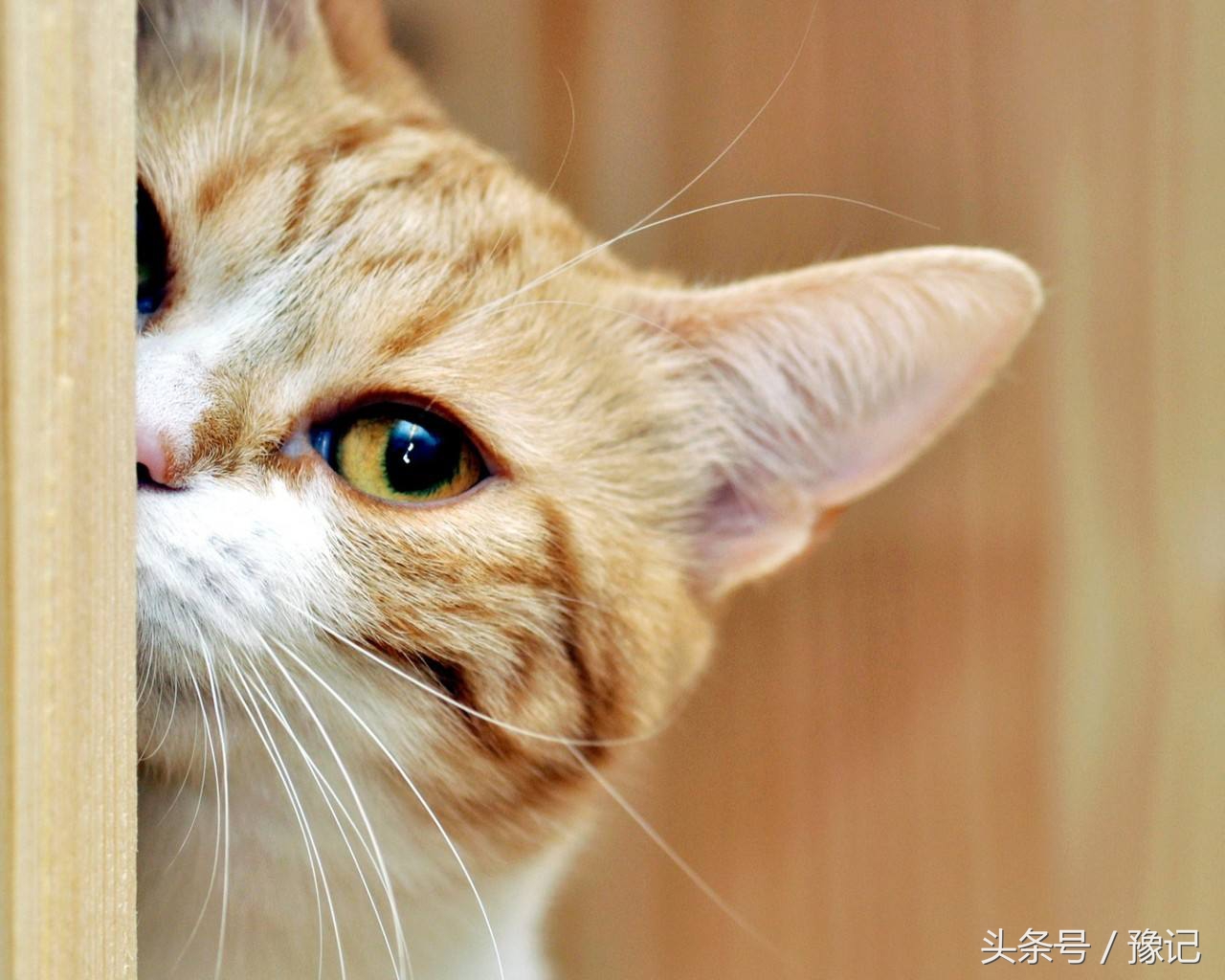 聚众吸猫的猫咪,聚众吸猫什么意思