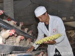 蛋鸡养殖模式哪个最好,未来几年蛋鸡养殖前景