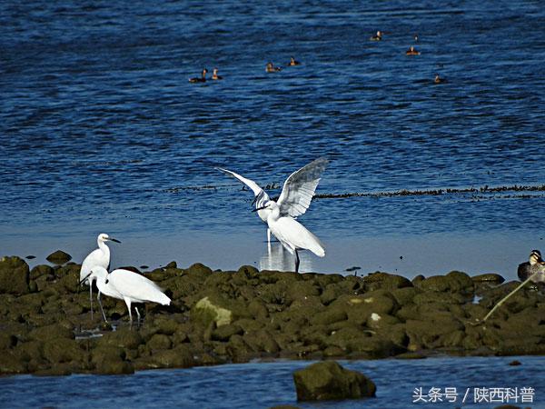 推行“河长”制一年来，洛南县水务局综合整治成果显现——洛河通畅涌清流