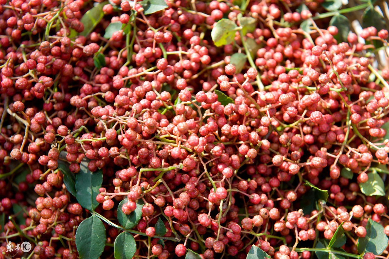 适合空置房种植养殖的项目,农村养殖种植什么项目回本
