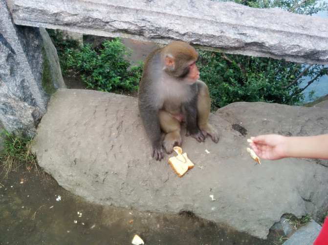 花果山游记400字以上,连云港花果山攻略