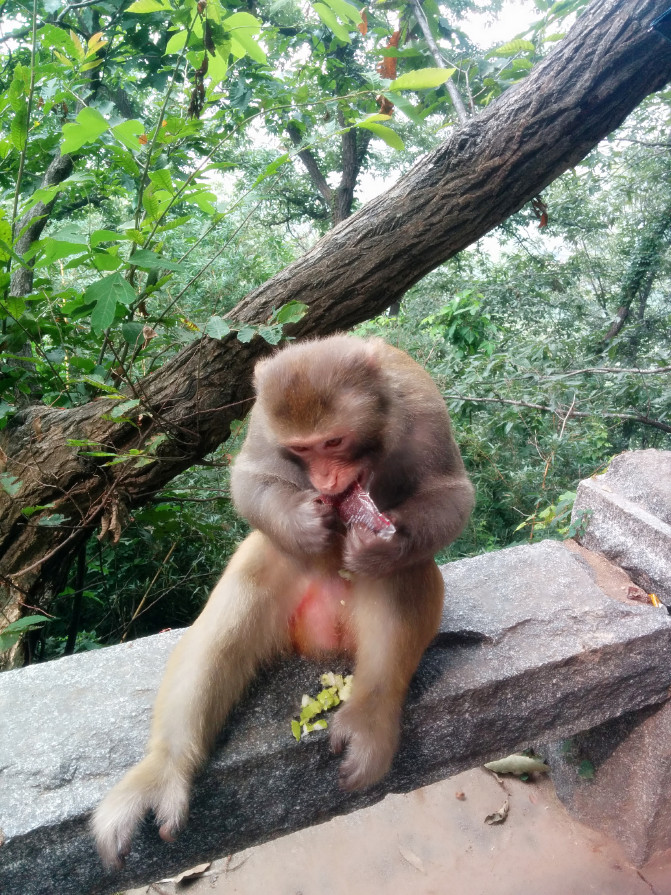 花果山游记400字以上,连云港花果山攻略