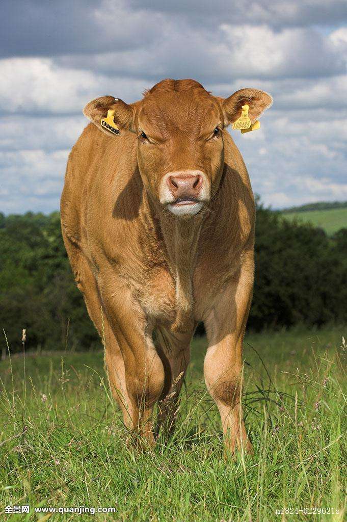 母牛胎衣不下的治疗方法,母牛胎衣不下如何科学治疗