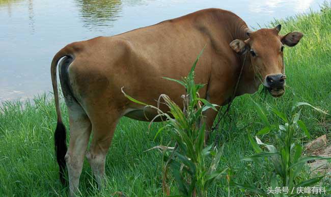 养牛技术与牛病的防治,牛常见病防治技术