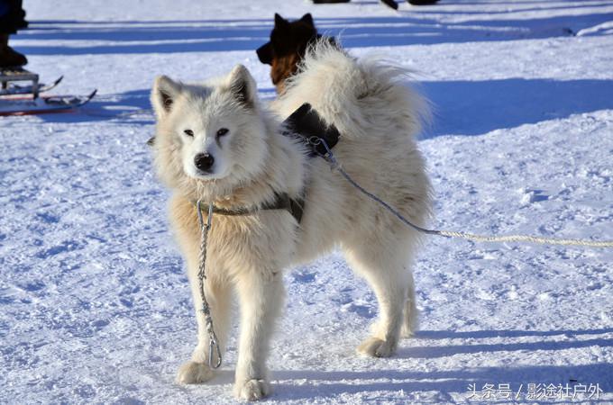 哈尔滨雾凇岛一日游,哈尔滨雪乡雾凇岛攻略