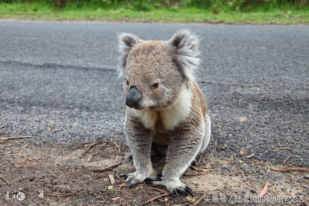 陆生作:是谁让你把屎拉在裤裆里